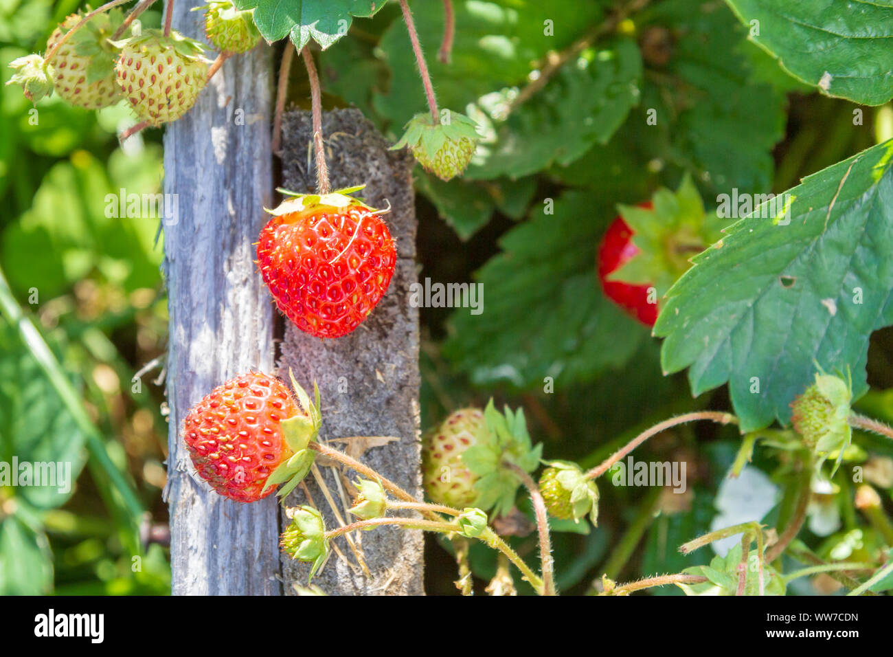 Red ripe strawberries grow in the garden in the summer Stock Photo - Alamy