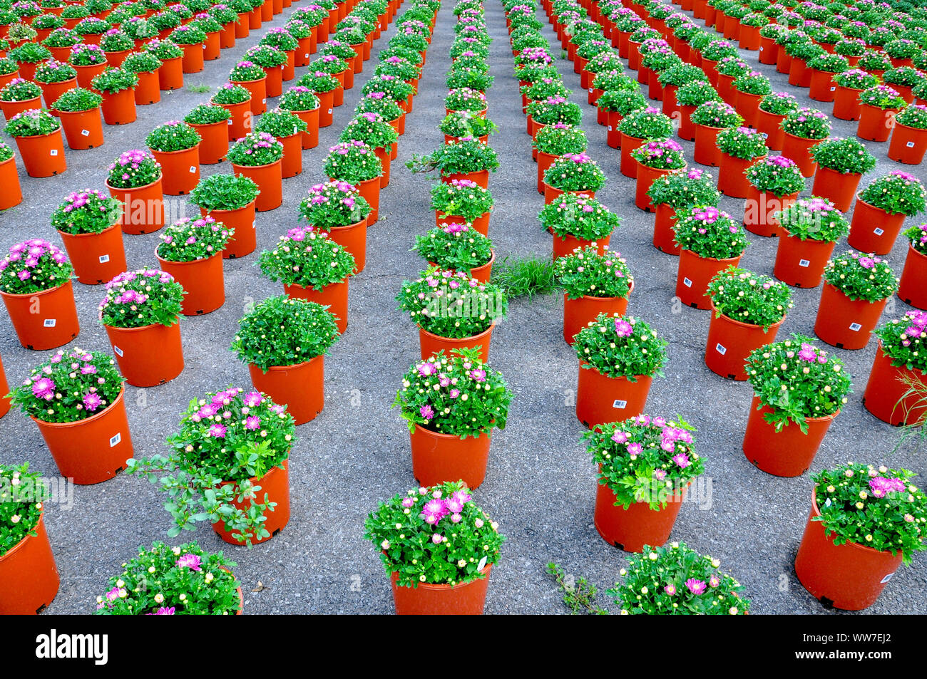 Container grown hires stock photography and images Alamy