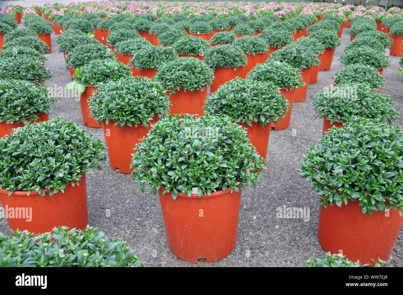 Container grown chrysanthemums await shipping to nurseries and garden
