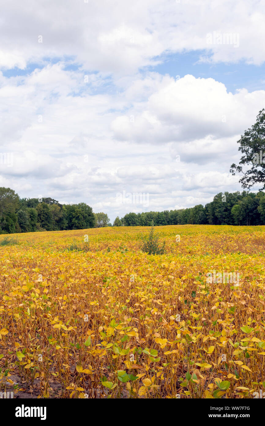 Soybeans in an Ontario field await harvest in early fall, reflecting recent global trade and tariff challenges which may hurt farmers. Stock Photo