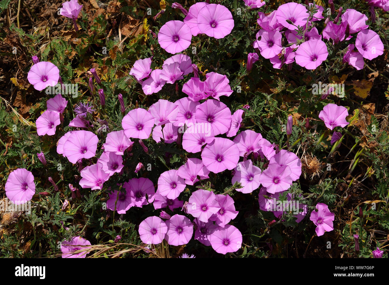 Beautiful pink wildflowers hi-res stock photography and images - Alamy