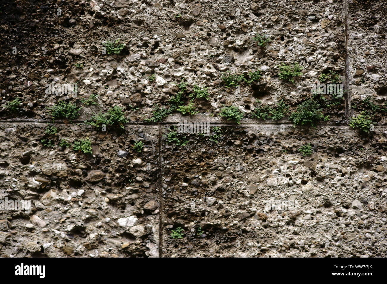 Close-up of a wall of porous old stones with plants in the cracks and pores, Stock Photo