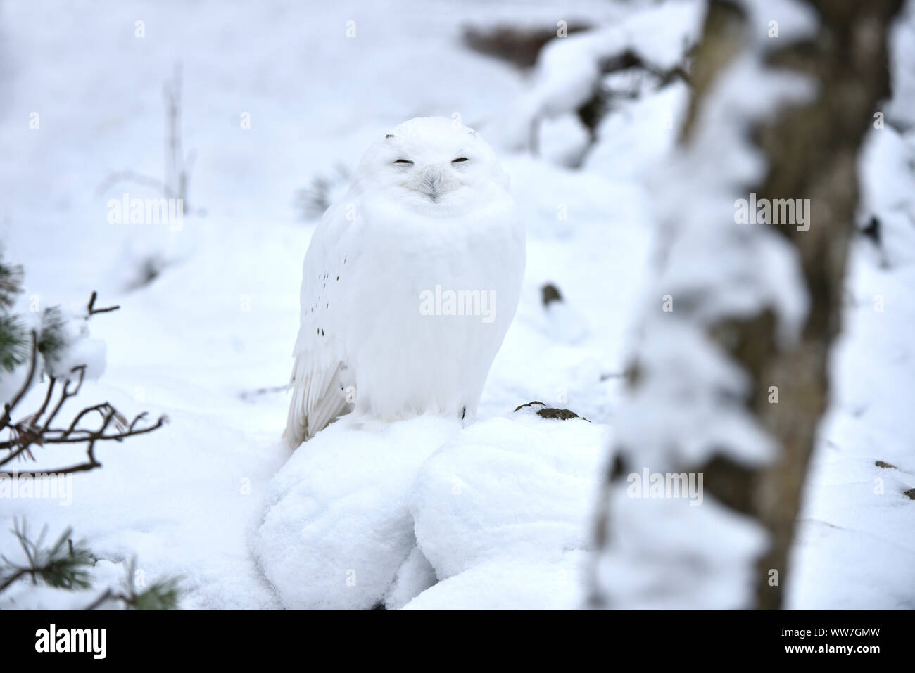 Owl in the winter hi-res stock photography and images - Alamy