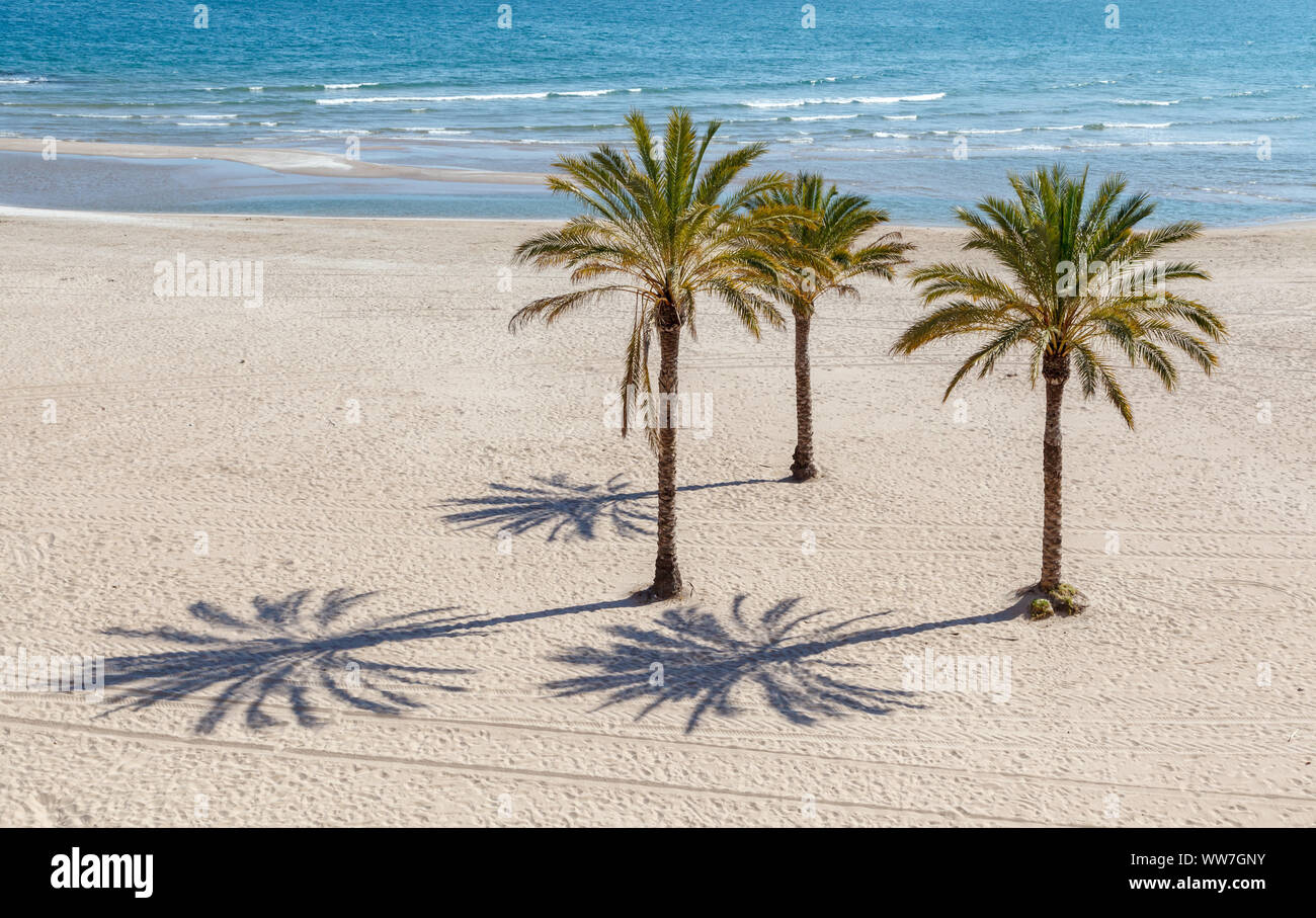 Three palm trees on the beach of Faro de Cullera, near Benidorm, Alicante, Spain, Europe Stock Photo