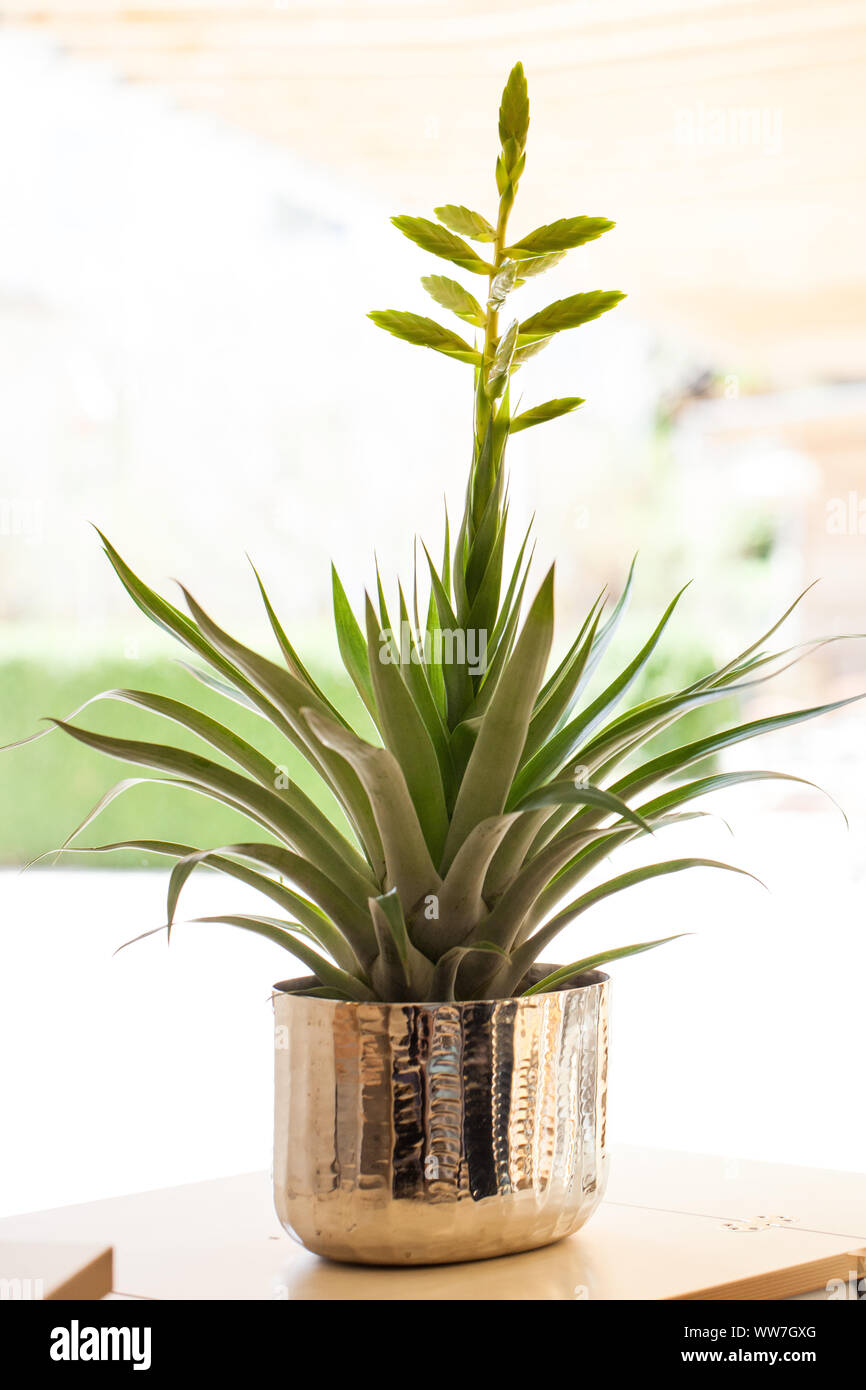 A Tillandsia, Bromeliad, with blossom in a golden planter Stock Photo