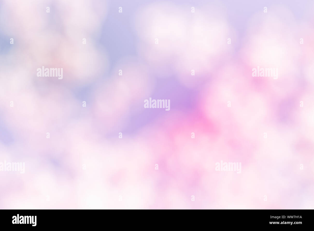Abstract background, cherry blossoms in spring against a blue sky Stock Photo