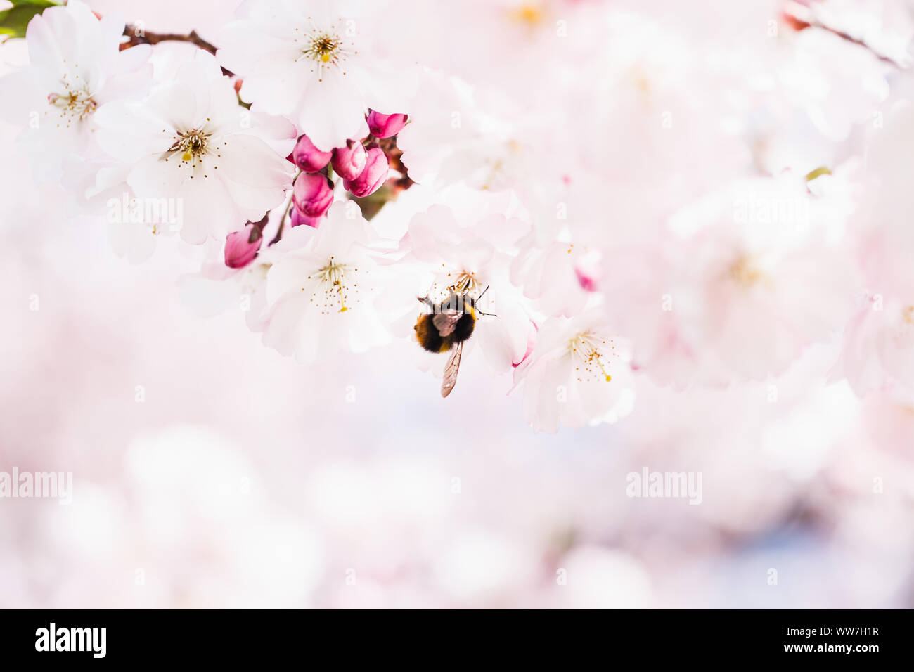 Cherry blossoms in spring, Prunus serrulata with bumblebee, Bombus Stock Photo