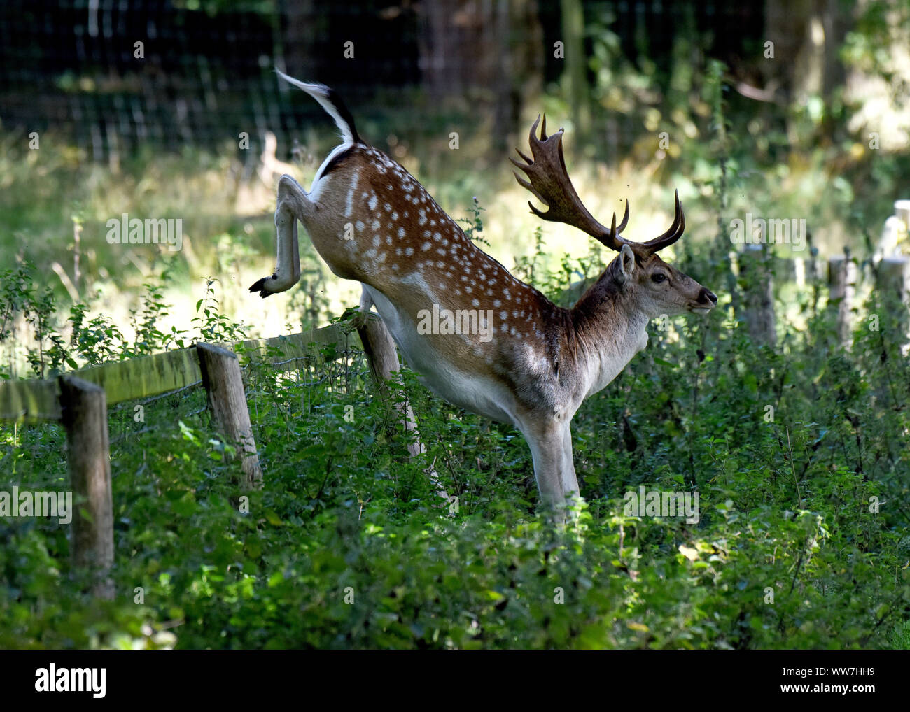 Attingham Park, Shropshire, UK. 13th Sep, 2019. The grass is always greener on the otherside of the fence as this Fallow deer buck is about to find out after leaping over a fence at Attingham Park, Shropshire, Uk Credit: David Bagnall/Alamy Live News Stock Photo