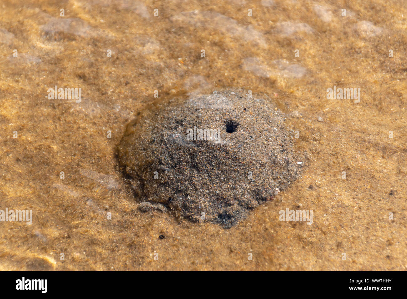 A close up view of a underwater animals home protected by the sand and water Stock Photo