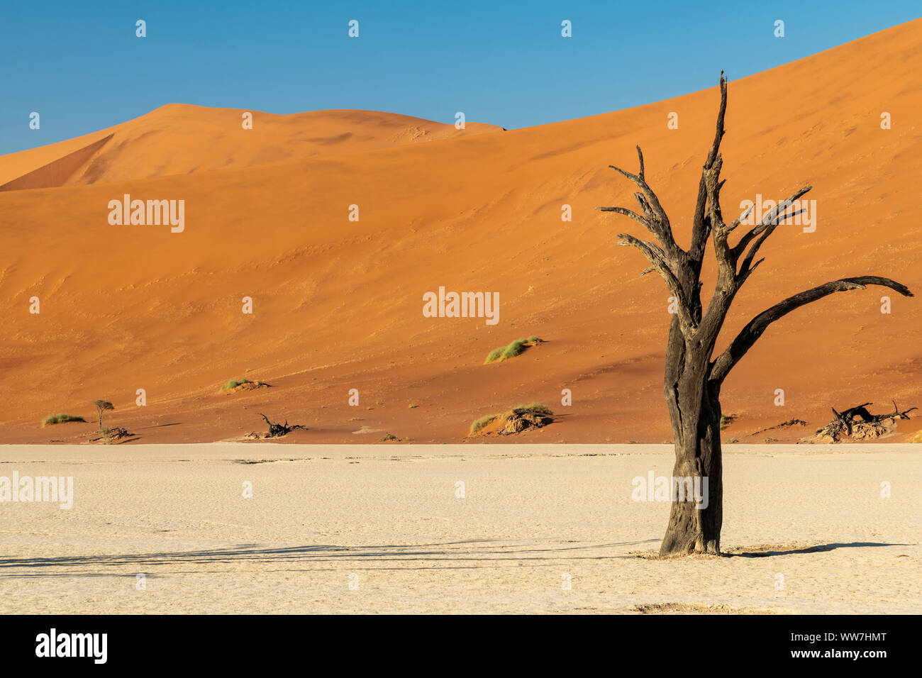 Dead trees africa hi-res stock photography and images - Alamy