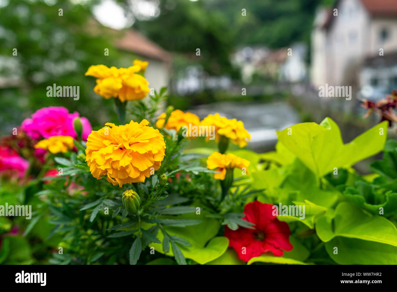 Germany, Bavaria, Fichtelgebirge, Bad Berneck, flower arrangements in the old town of Bad Berneck Stock Photo