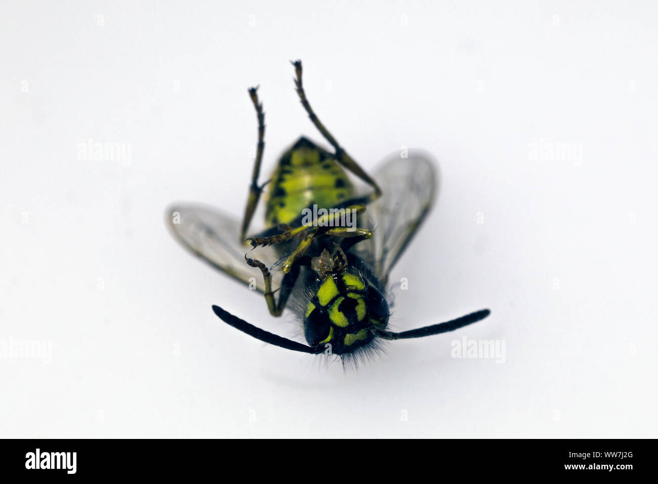 dead wasp lying on her back Stock Photo