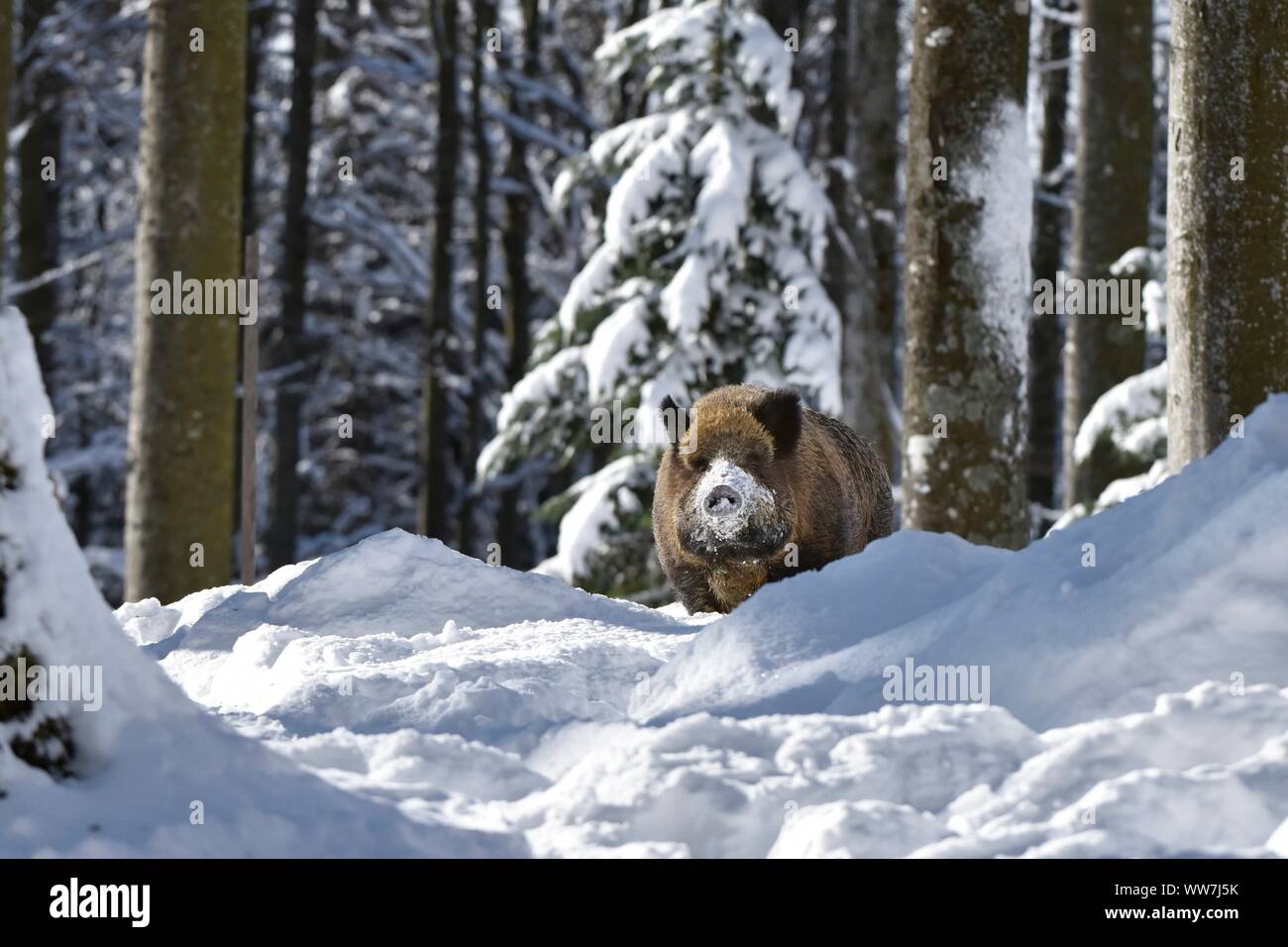 Boar alps hi-res stock photography and images - Alamy