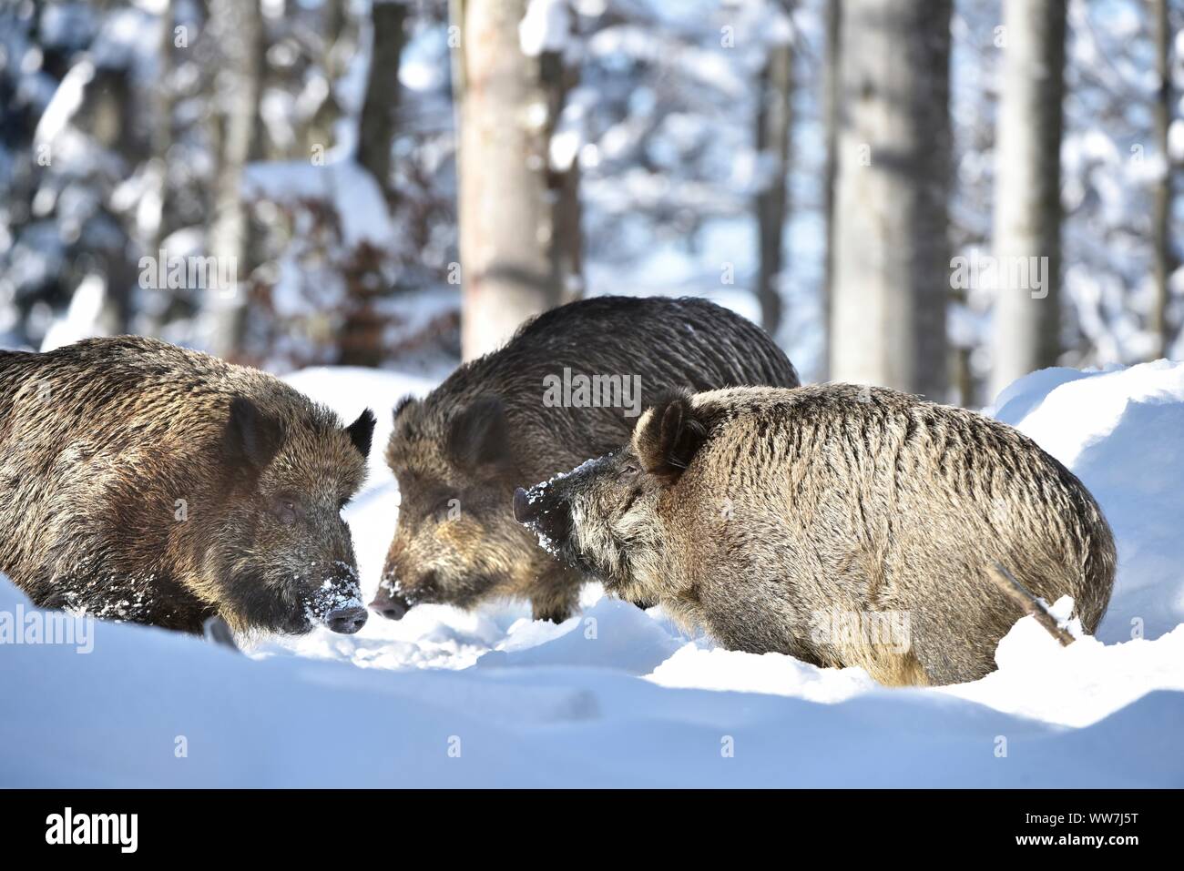 Wild Boars In Winter Stock Photo Alamy