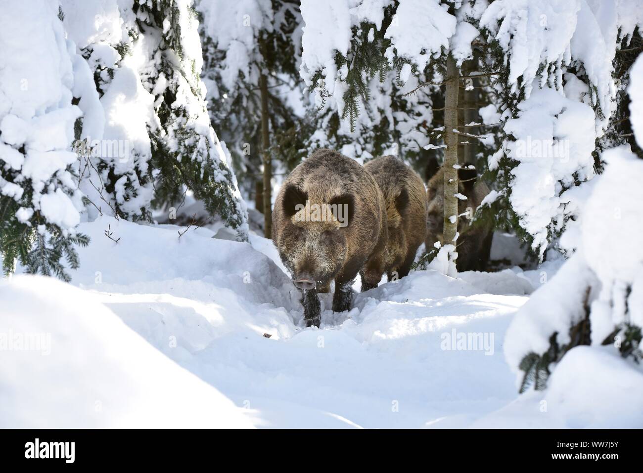 Wild Boars In Winter Stock Photo Alamy