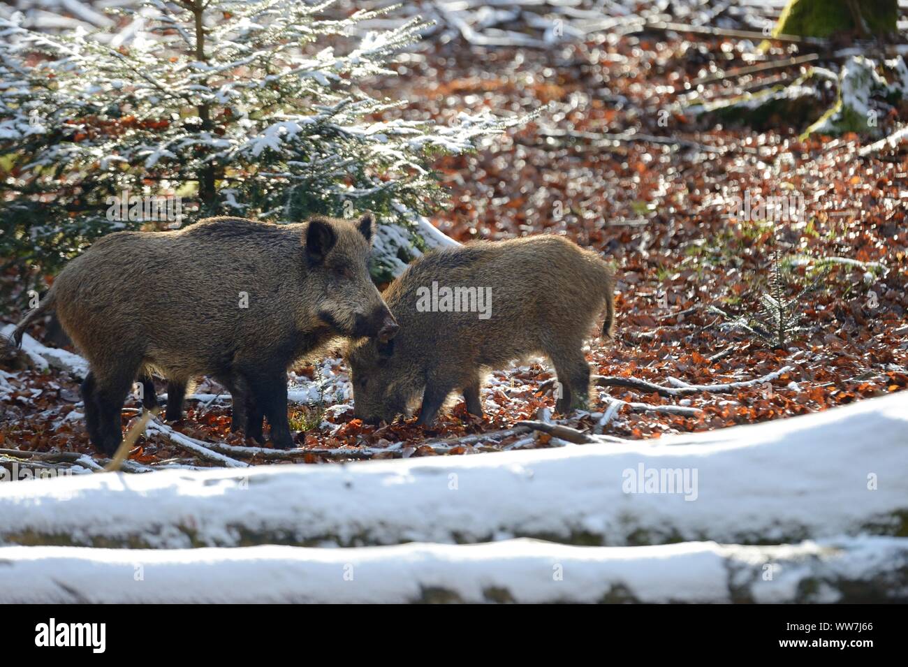 Wild boars in the forest Stock Photo