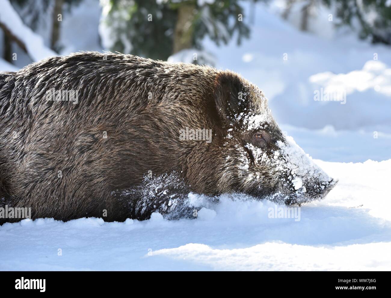 Boar alps hi-res stock photography and images - Alamy