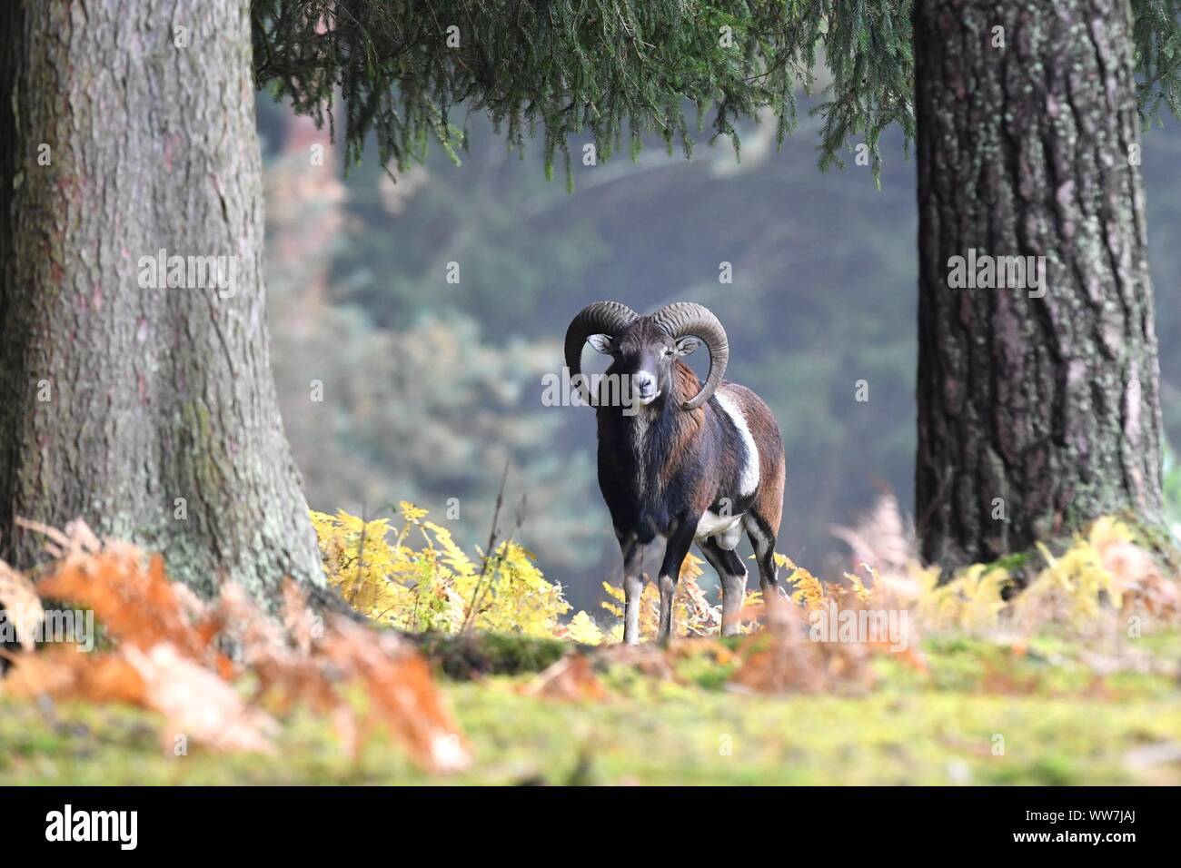 mouflon Stock Photo