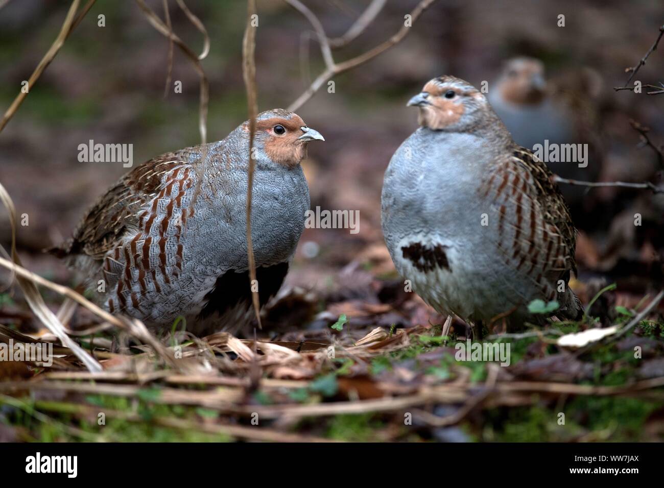 Partridges Gray Partridges High Resolution Stock Photography and Images - Alamy