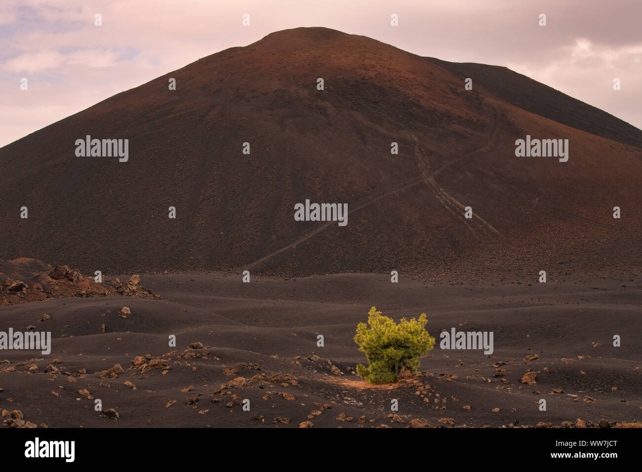 Arenas Negras, Canary Pine (Pinus canariensis), Chinyero Volcano, Circular Path, Tenerife, Canary Islands, Spain Stock Photo