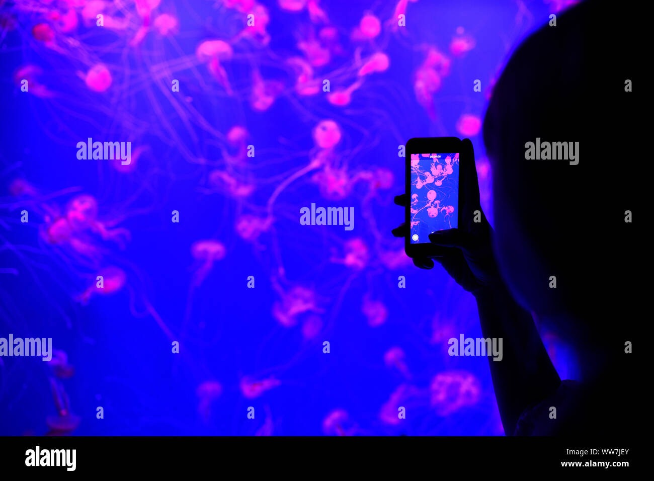 Child photographing moon jellyfish (Aurelia aurita) in colored light with smartphone, captive, Spain Stock Photo