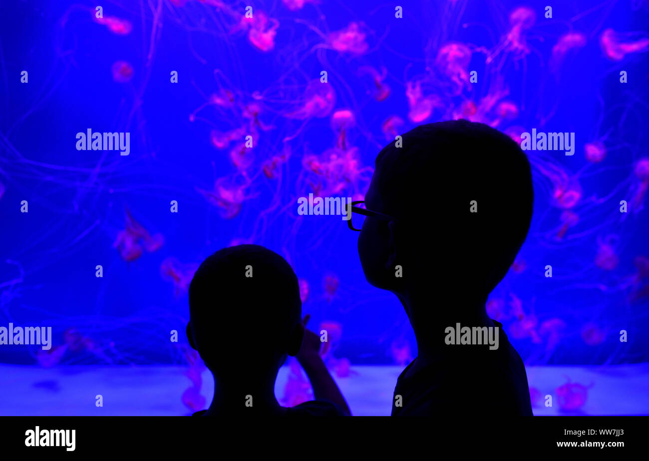 Children looking at moon jellyfish (Aurelia aurita) in colored light, captive, Spain Stock Photo