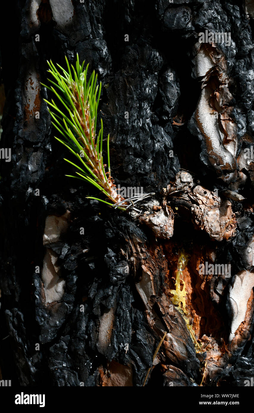 Pine seedling, Resin, Canary Island pine (Pinus canariensis), trunk charred after forest fire, Chinyero volcano, circular route, Canary Islands, Tenerife, Spain Stock Photo
