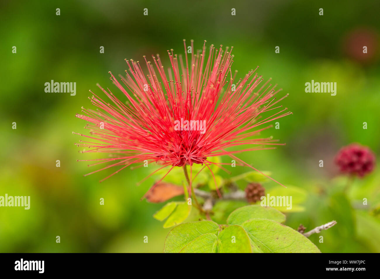 Raspberry like buds hi-res stock photography and images - Alamy