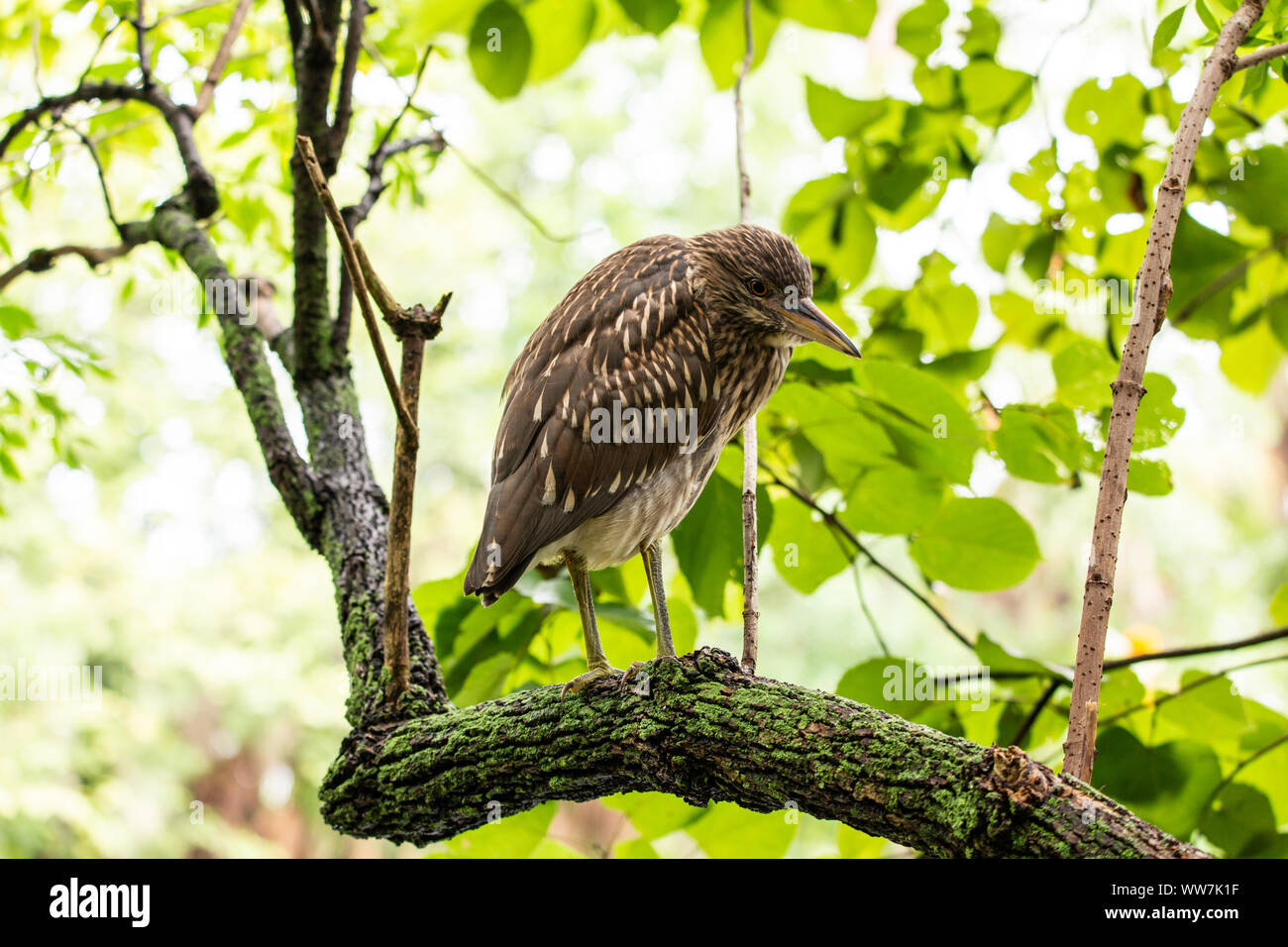 Juvenile Black-crowned night heron (Nycticorax nycticorax) at the Ellie Schiller Homosassa Springs Wildlife State Park, Florida, USA. Stock Photo