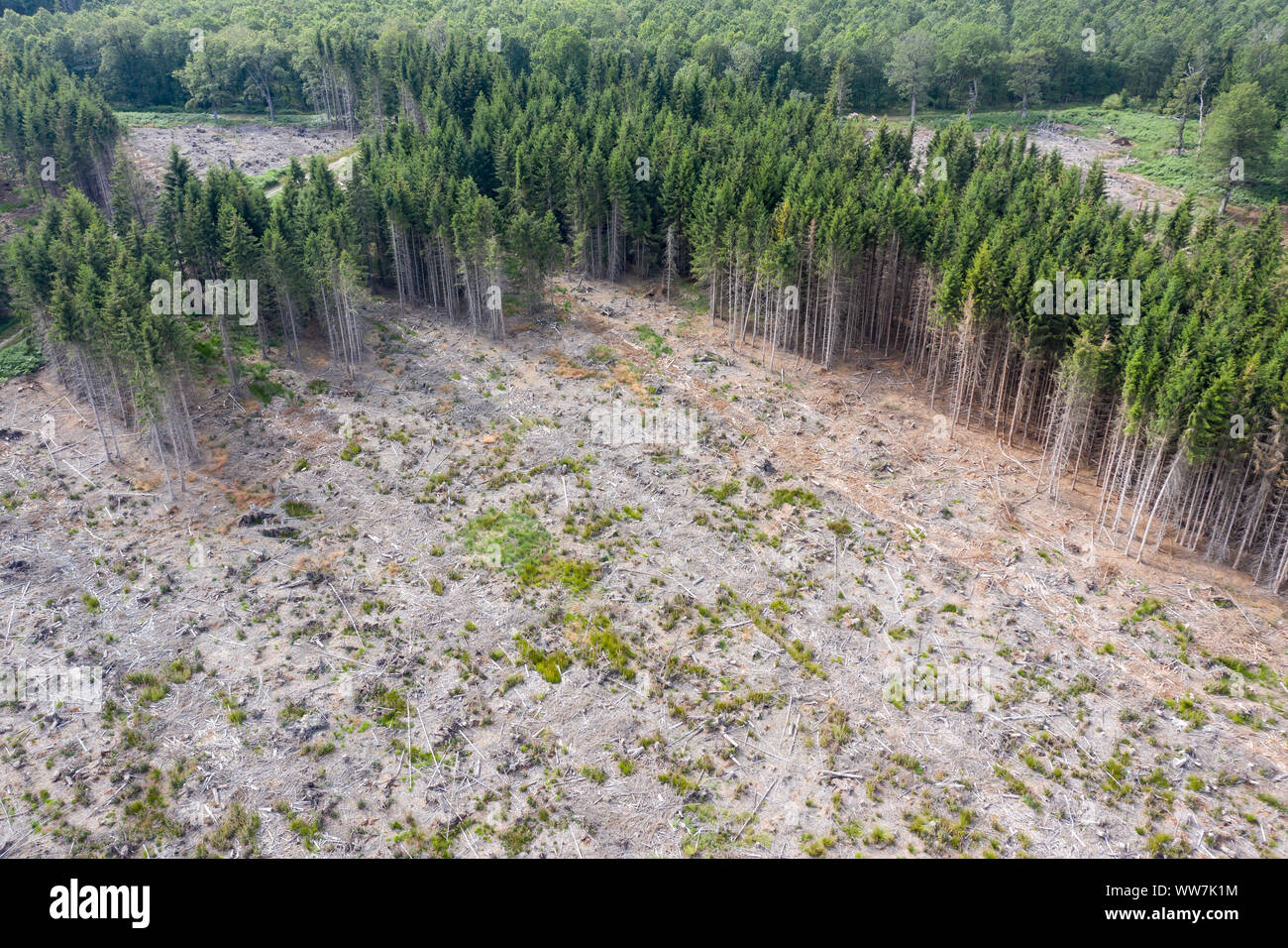 aerial view of a clear cut in german forest Stock Photo