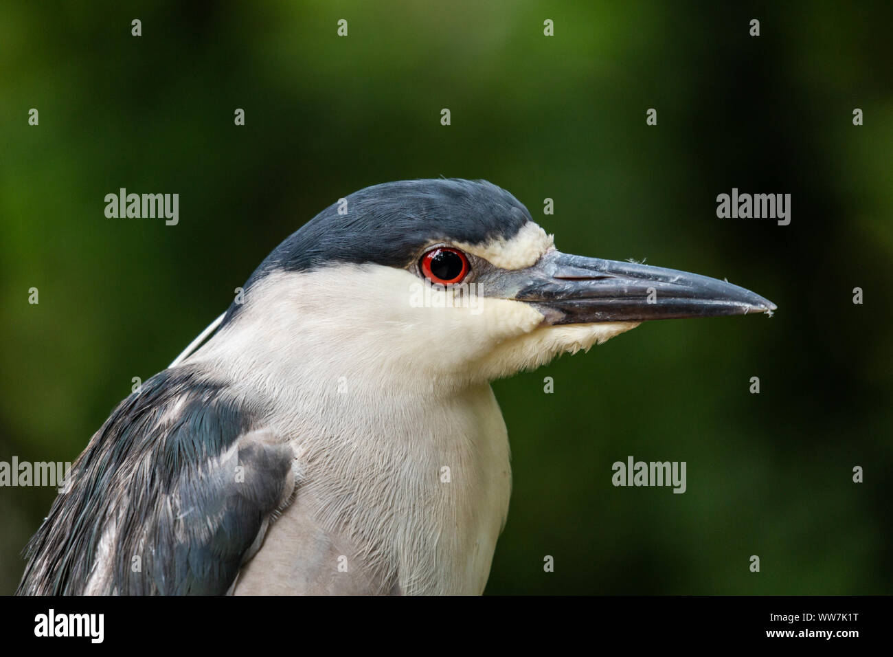 Adult Black-crowned night heron (Nycticorax nycticorax) at the Ellie Schiller Homosassa Springs Wildlife State Park, Florida, USA. Stock Photo