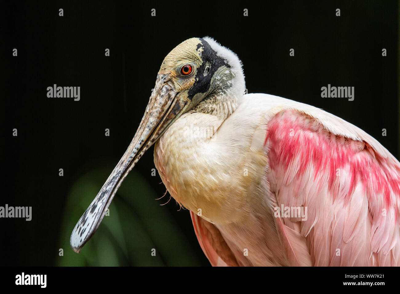 Roseate Spoonbill (Platalea ajaja) at Ellie Schiller Homosassa Springs Wildlife State Park, Florida, USA. Stock Photo