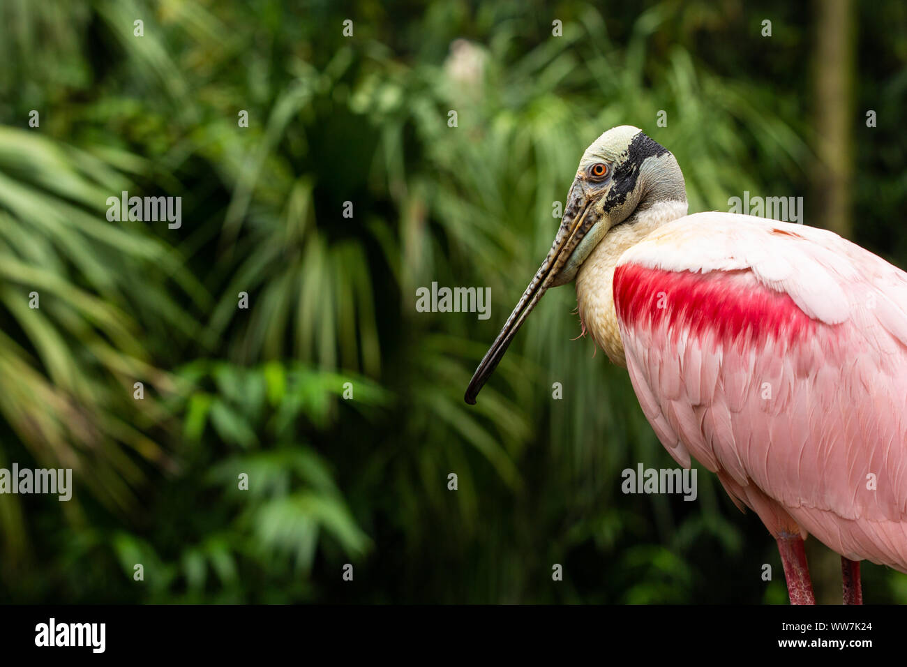 Roseate Spoonbill (Platalea ajaja) at Ellie Schiller Homosassa Springs Wildlife State Park, Florida, USA. Stock Photo