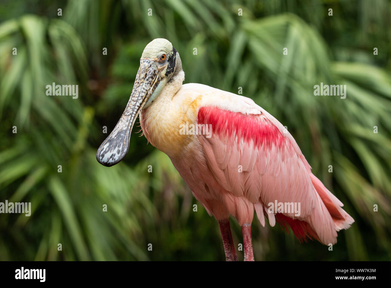 Roseate Spoonbill (Platalea ajaja) at Ellie Schiller Homosassa Springs Wildlife State Park, Florida, USA. Stock Photo