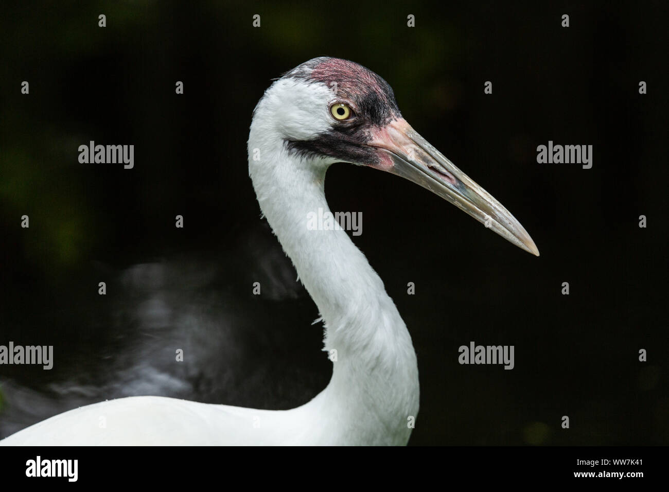 A whooping crane (Grus americana), the tallest North American bird and an endangered crane species, at Ellie Schiller Homosassa Springs Wildlife State Stock Photo