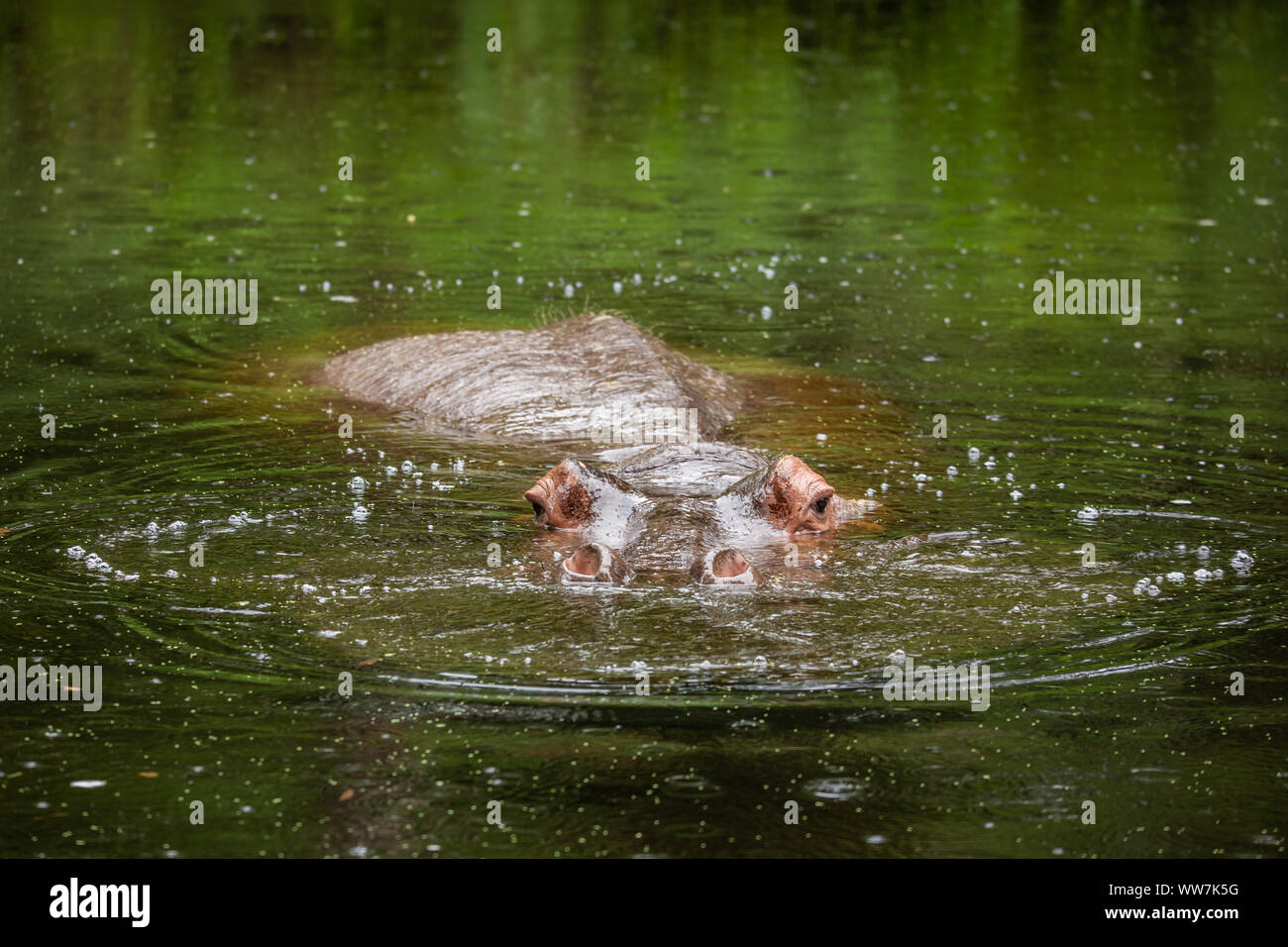 America's oldest living hippo Lu (Hippopotamus amphibius) at Ellie Schiller Homosassa Springs Wildlife State Park, Florida, USA. Stock Photo