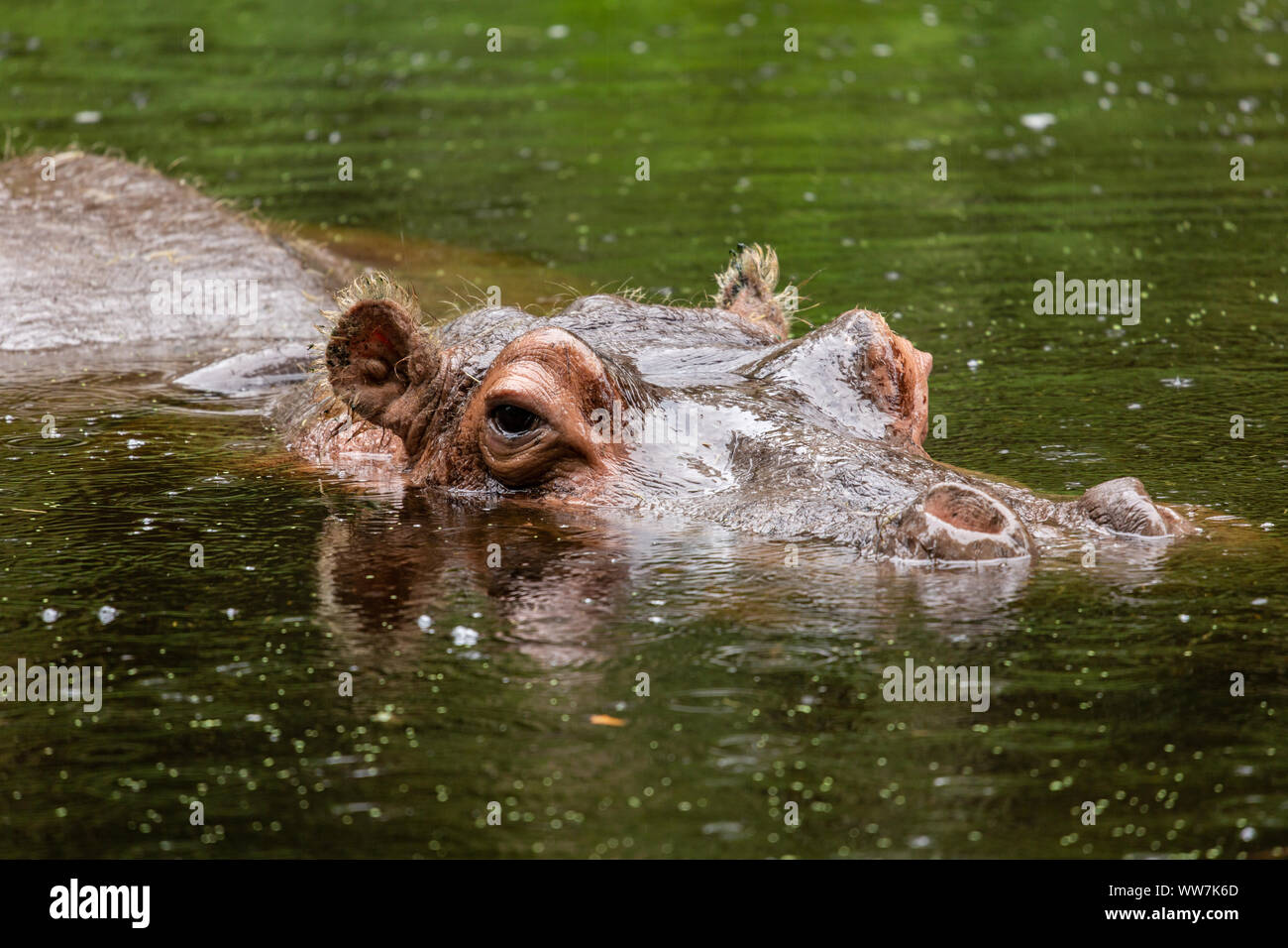 America's oldest living hippo Lu (Hippopotamus amphibius) at Ellie Schiller Homosassa Springs Wildlife State Park, Florida, USA. Stock Photo