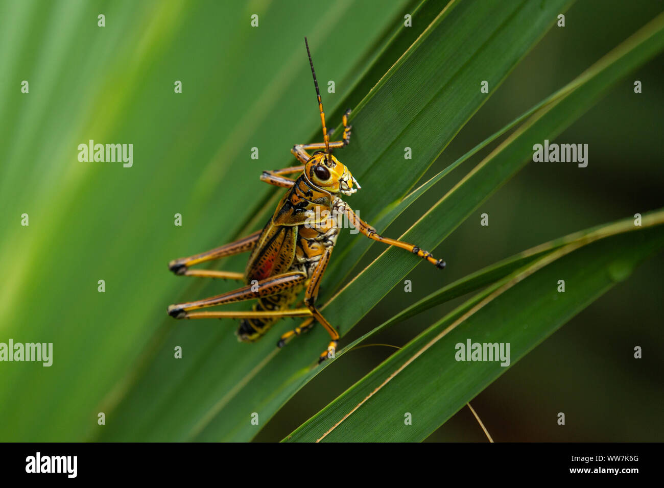 Adult Eastern Lubber Grasshopper (Romalea microptera) at Ellie Schiller Homosassa Springs Wildlife State Park, Florida, USA. Stock Photo