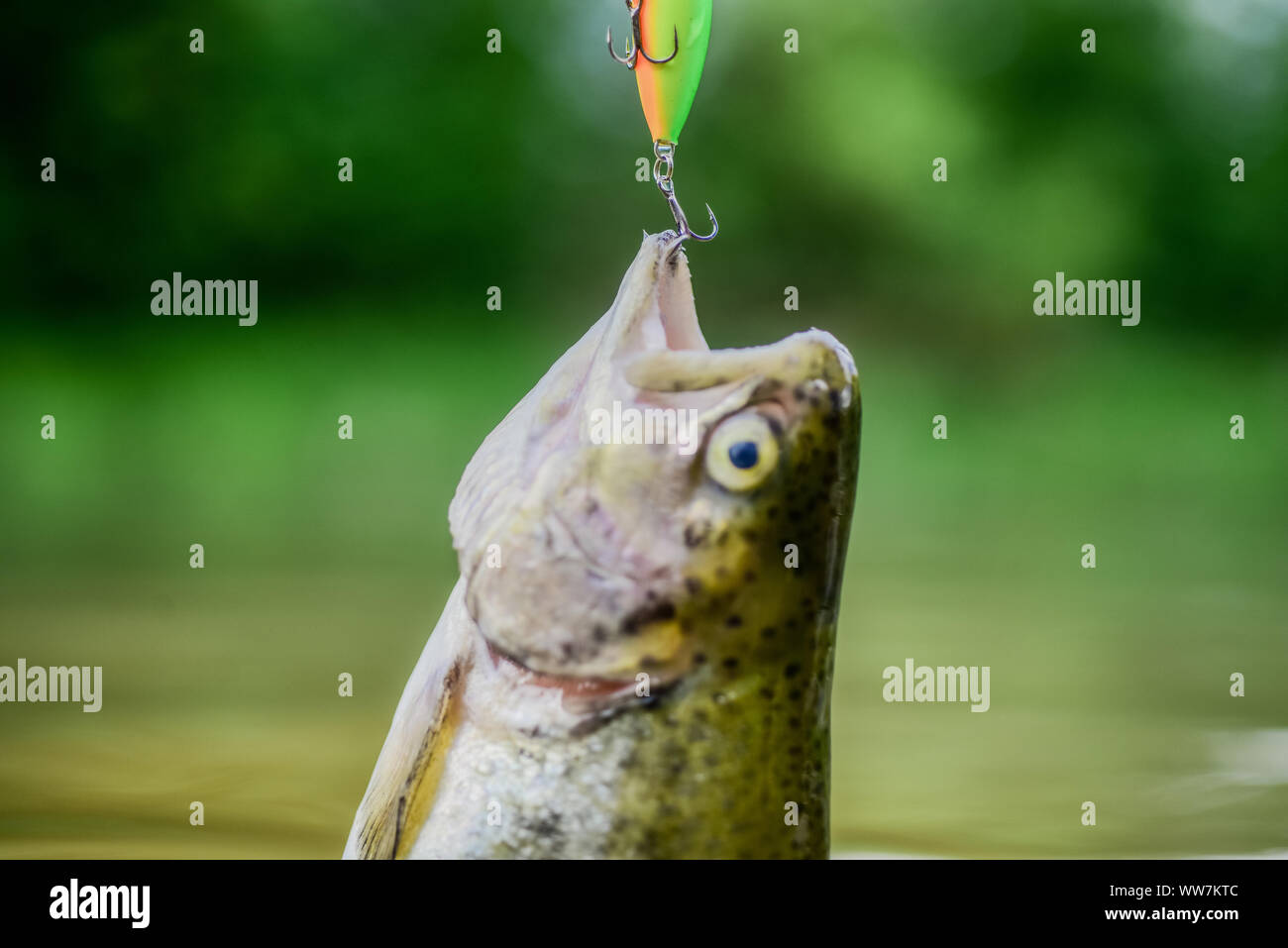 Fish trout caught in freshwater. Bait spoon line fishing accessories. Fish  in trap close up. Victim of poaching. Save nature. On hook. Silence  concept. Fish open mouth hang on hook. fishing equipment