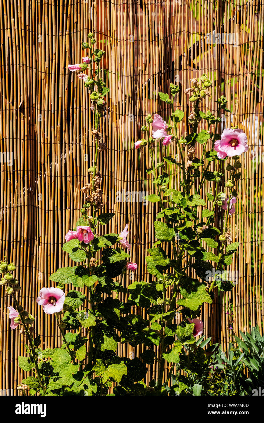 Garden fence with hollyhocks hi-res stock photography and images - Alamy