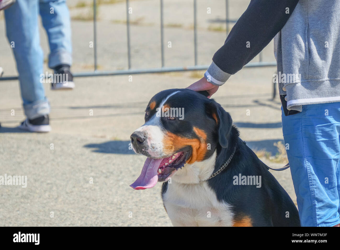 black dog head collar