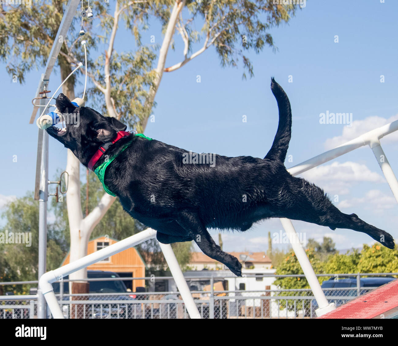 Black Labrador Retriever catching a toy while participating in a dock