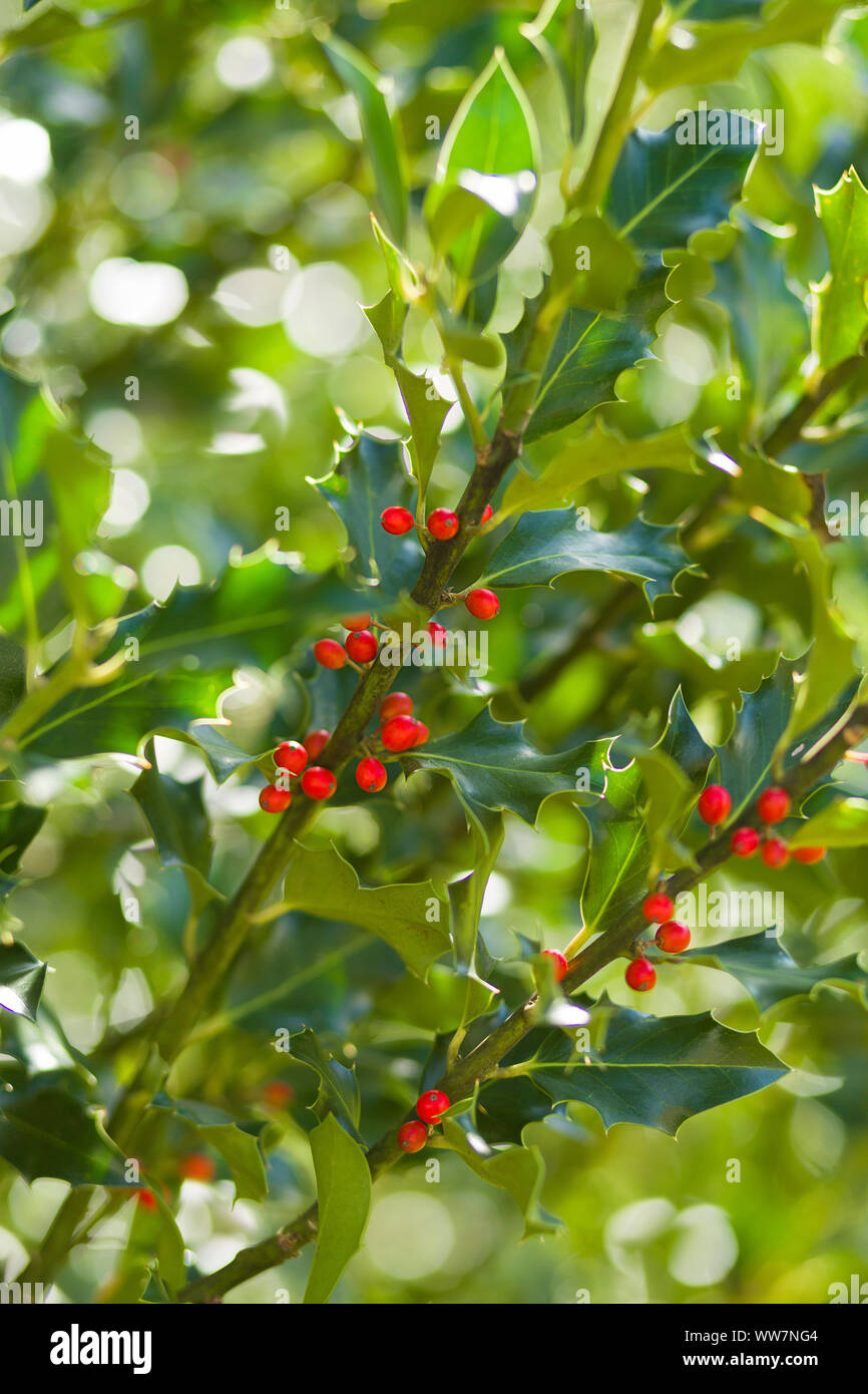 Holly, Ilex aquifolium, fruits Stock Photo