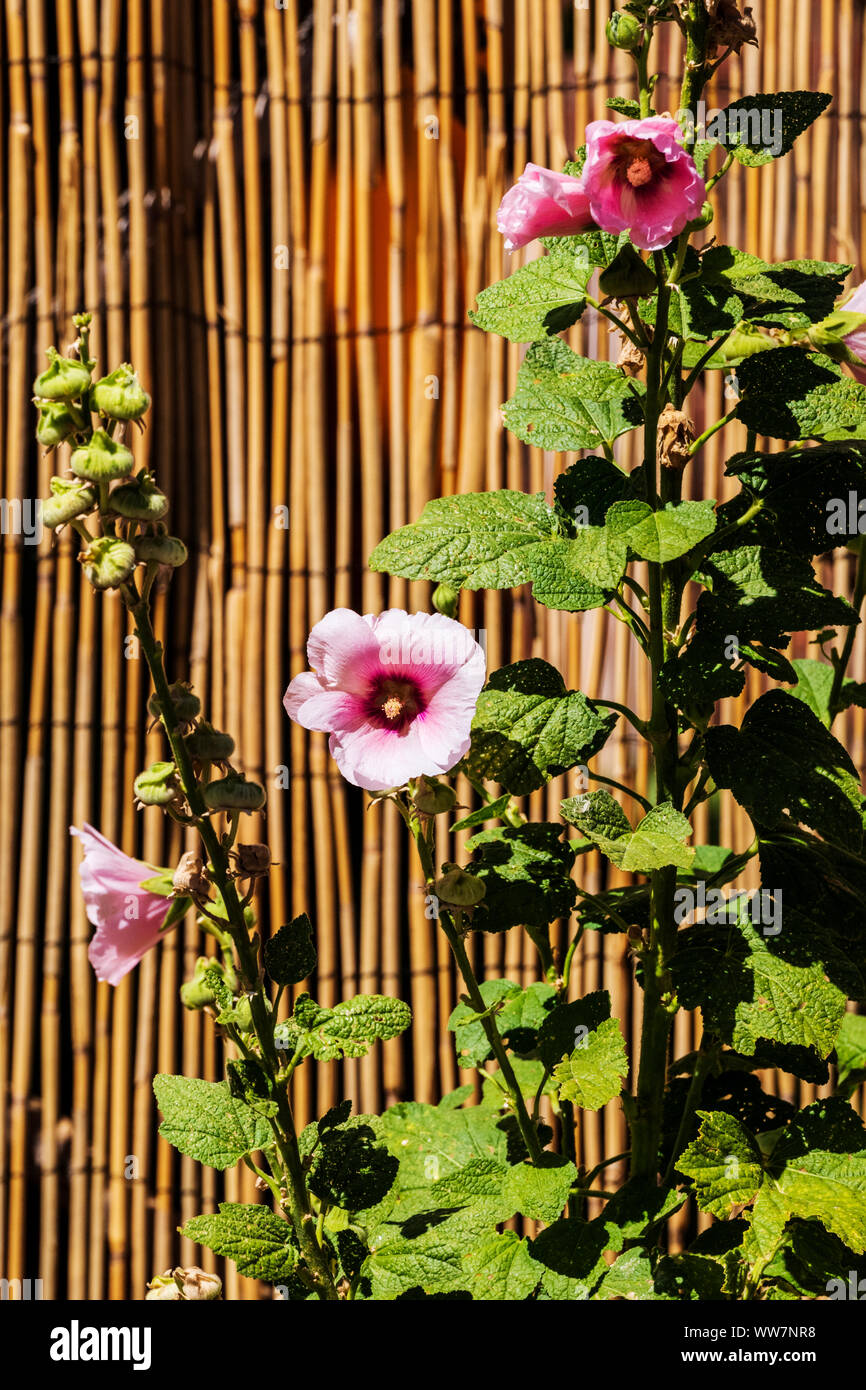 Flowers Hollyhocks High Resolution Stock Photography and Images - Alamy