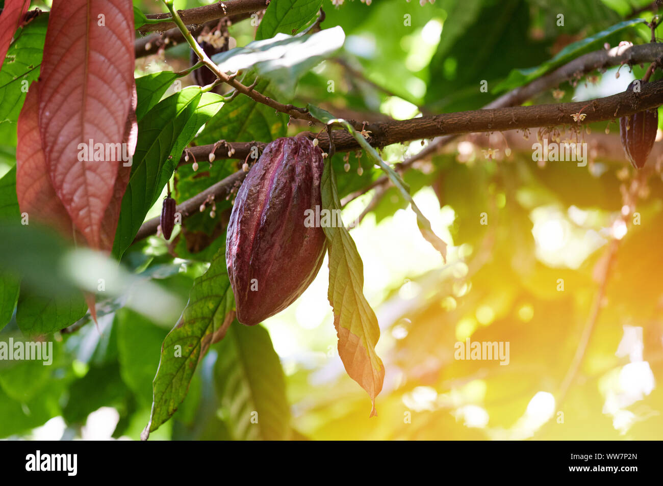 Tropical cacao agriculture theme. One red ready to ripe cocoa fruit Stock Photo Alamy