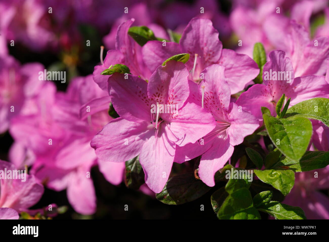 Pink Rhododendron blossom, Bremen, Germany, Europe Stock Photo