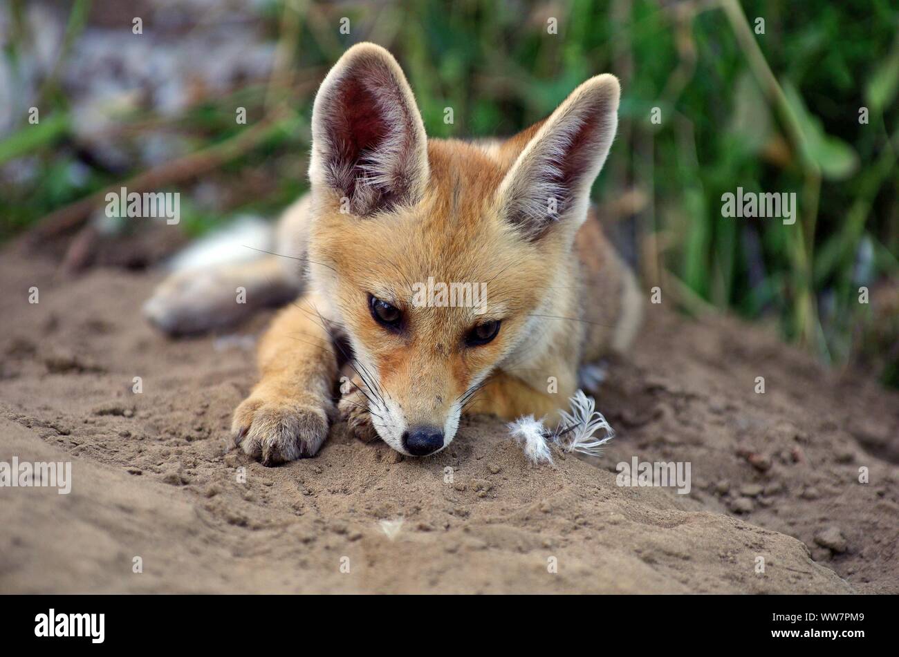 Fox Turkey Stock Photos Fox Turkey Stock Images Alamy