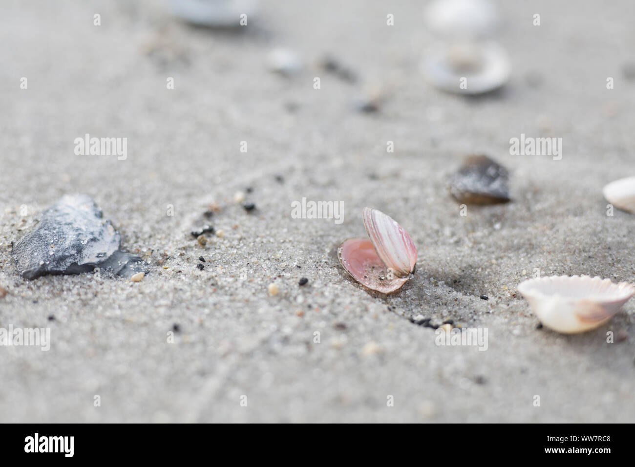 Baltic macoma on the beach Stock Photo