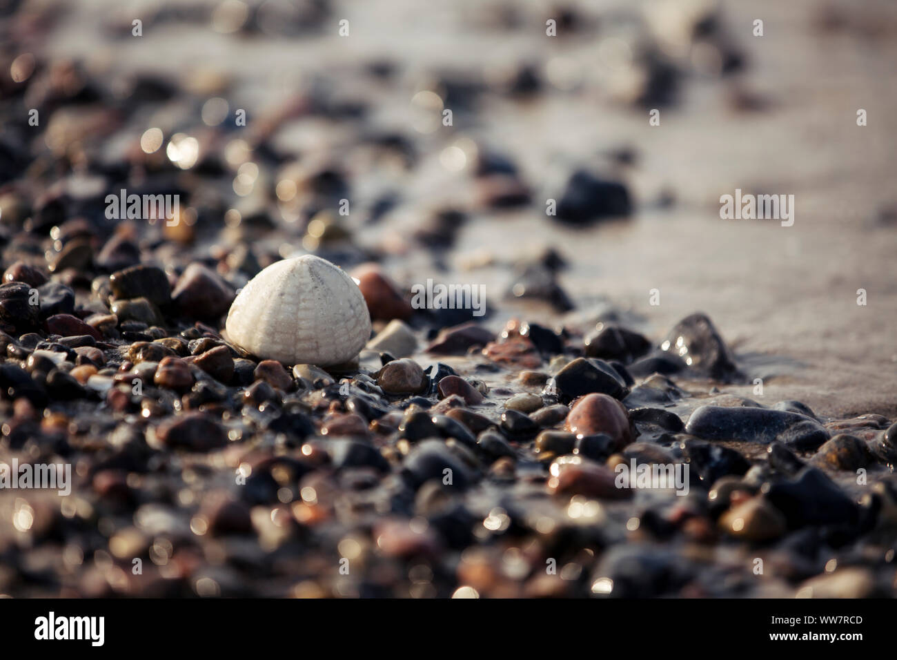 fossilized sea urchin on the Baltic Sea beach Stock Photo