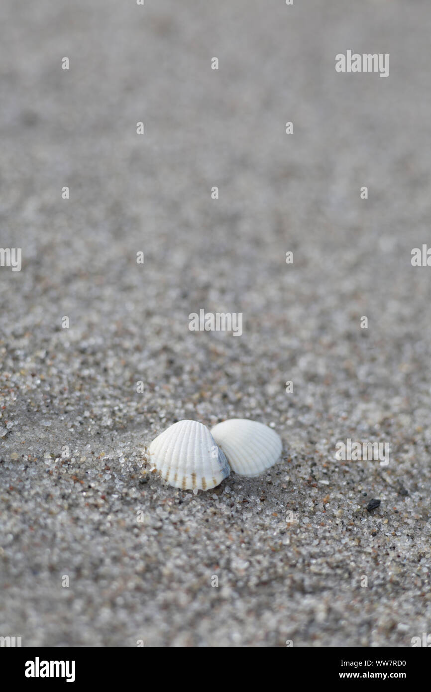 Cockles on the beach Stock Photo Alamy